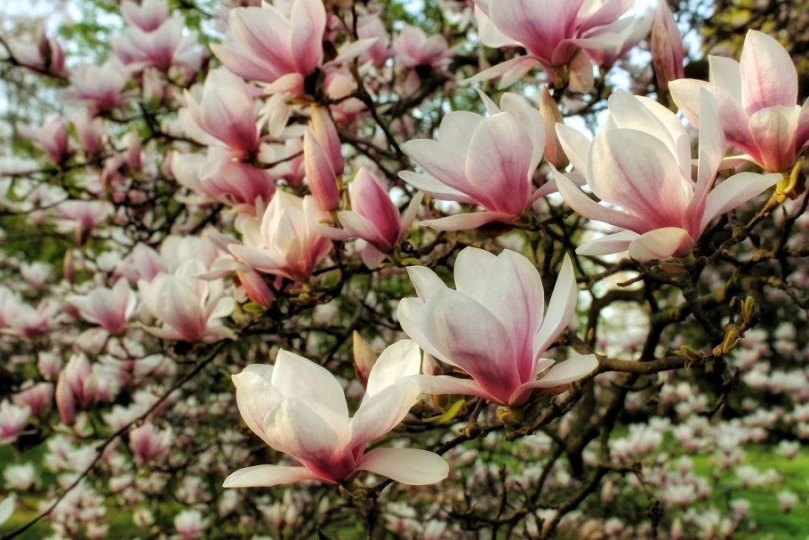 Магнолия домашняя