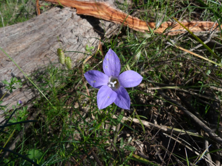 Wahlenbergia albomarginata