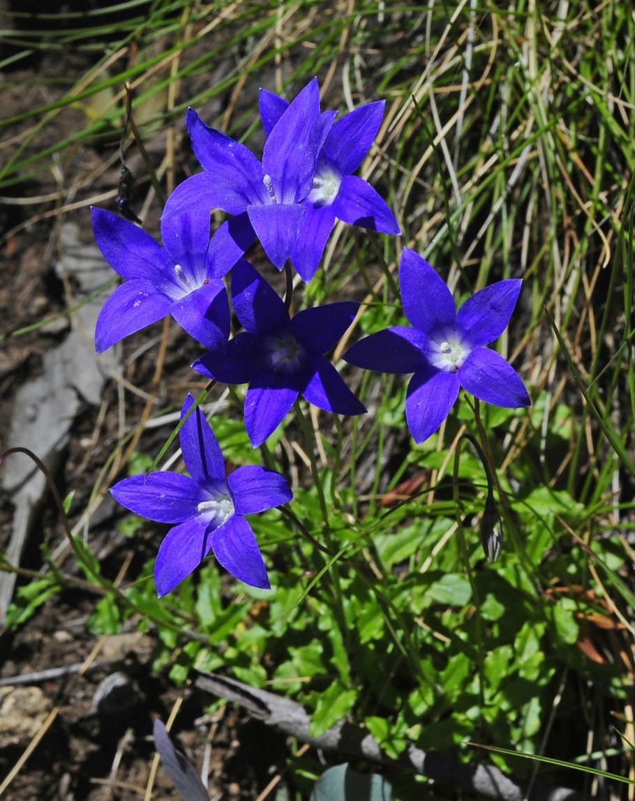Wahlenbergia
