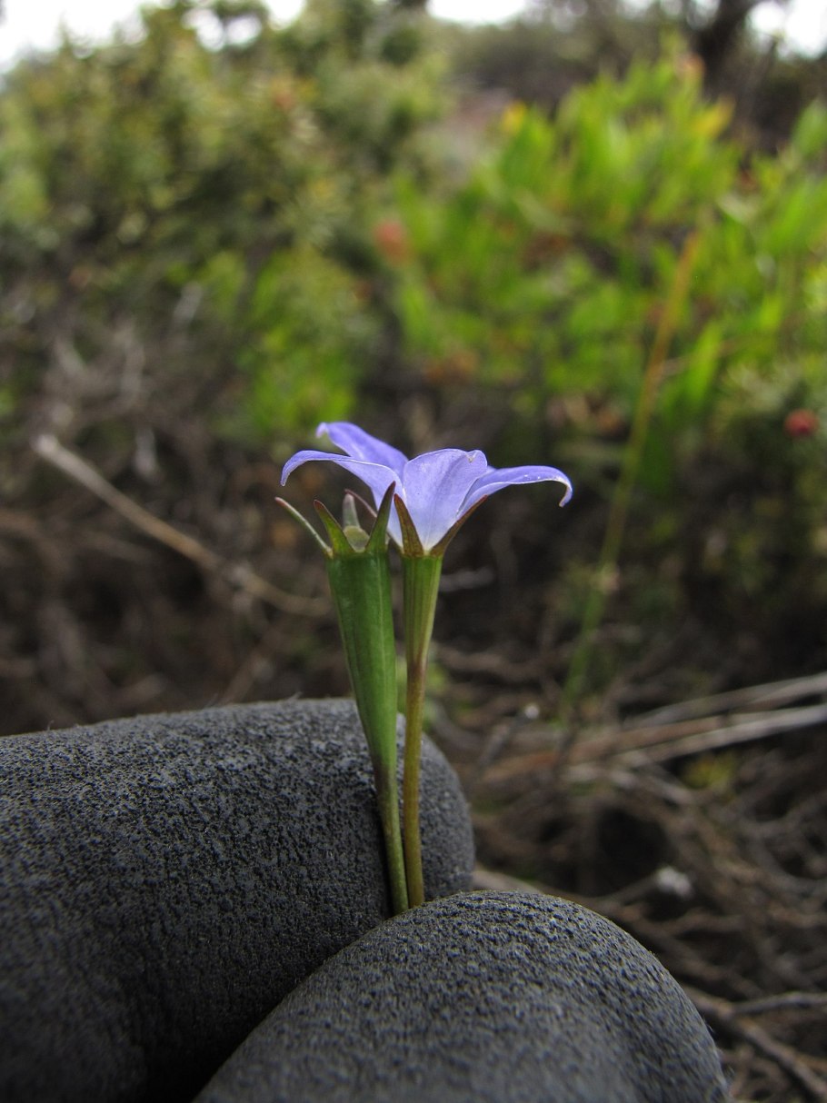 Adenophora, codonopsic, Platycodon, Wahlenbergia – колокольчик голубой – 319 647 894 319 847