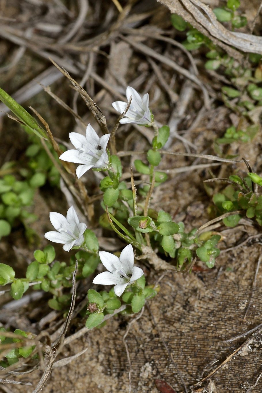Wahlenbergia mauritiana