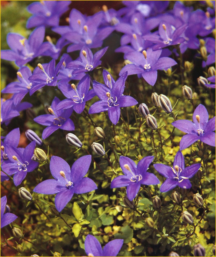 Фото и описание Валенбергия белоокаймленная