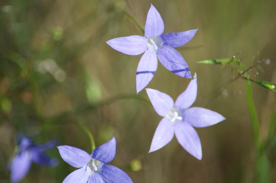 Валенбергия цветы