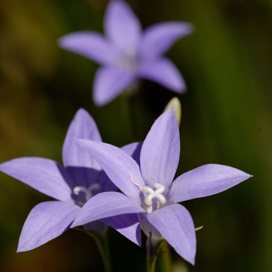 Валенбергия цветы