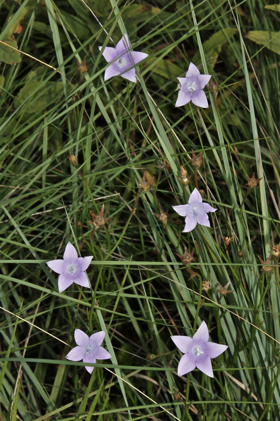 Wahlenbergia albomarginata