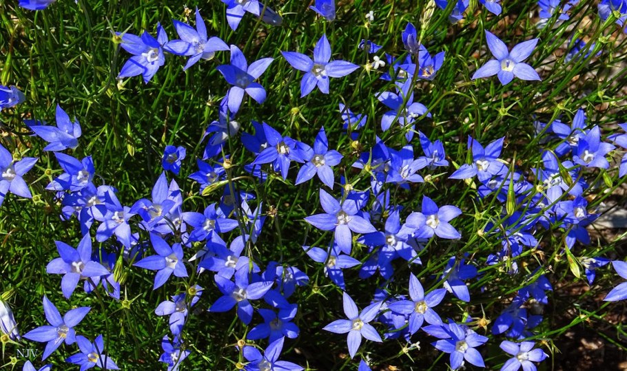 Синяя Валенбергия