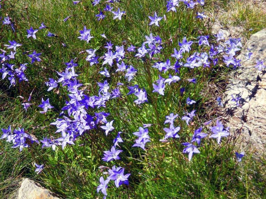Гентиана срезка