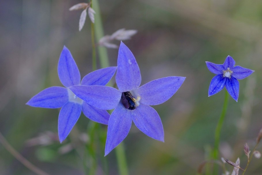 Синяя Валенбергия