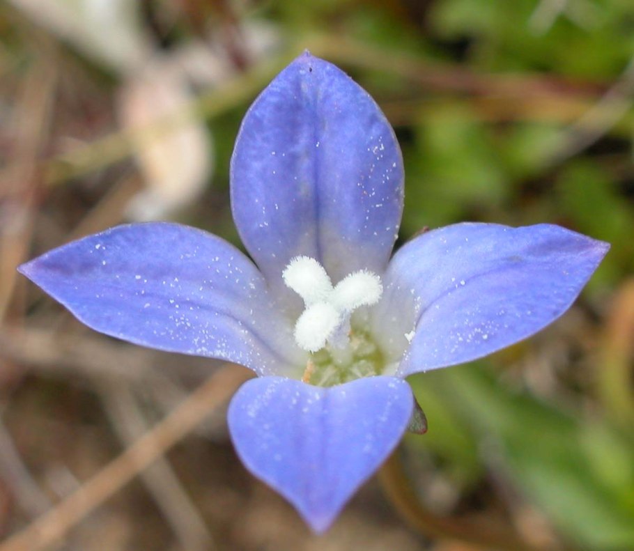 Валенбергия цветы