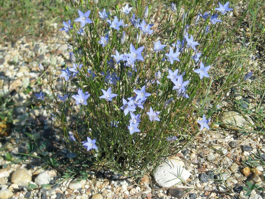 Синяя Валенбергия