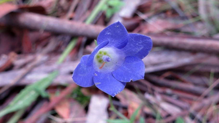 Wahlenbergia Lobelioides