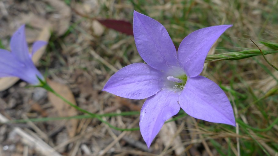 Wahlenbergia Lobelioides