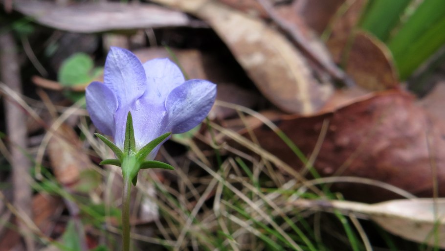 Эпакрис растение в Австралии