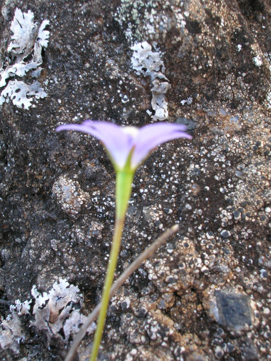Wahlenbergia Lobelioides