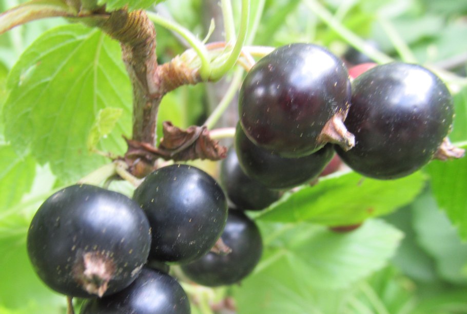 Смородина черная – ribes nigrum