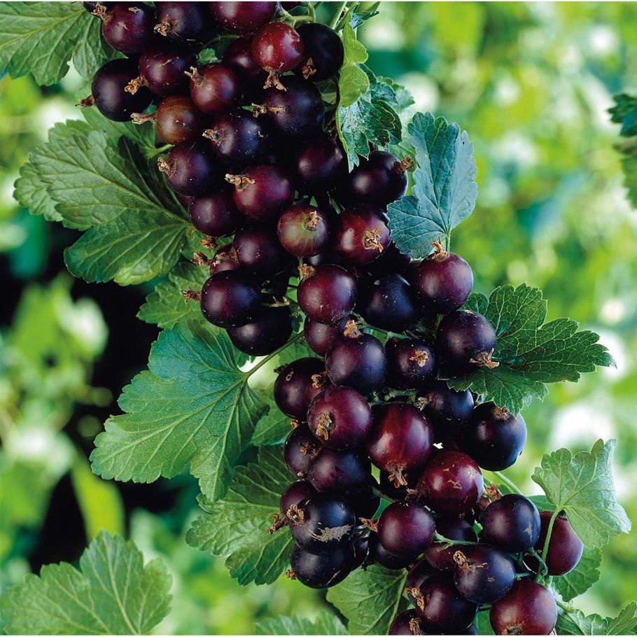 Смородина черная Бен тиран