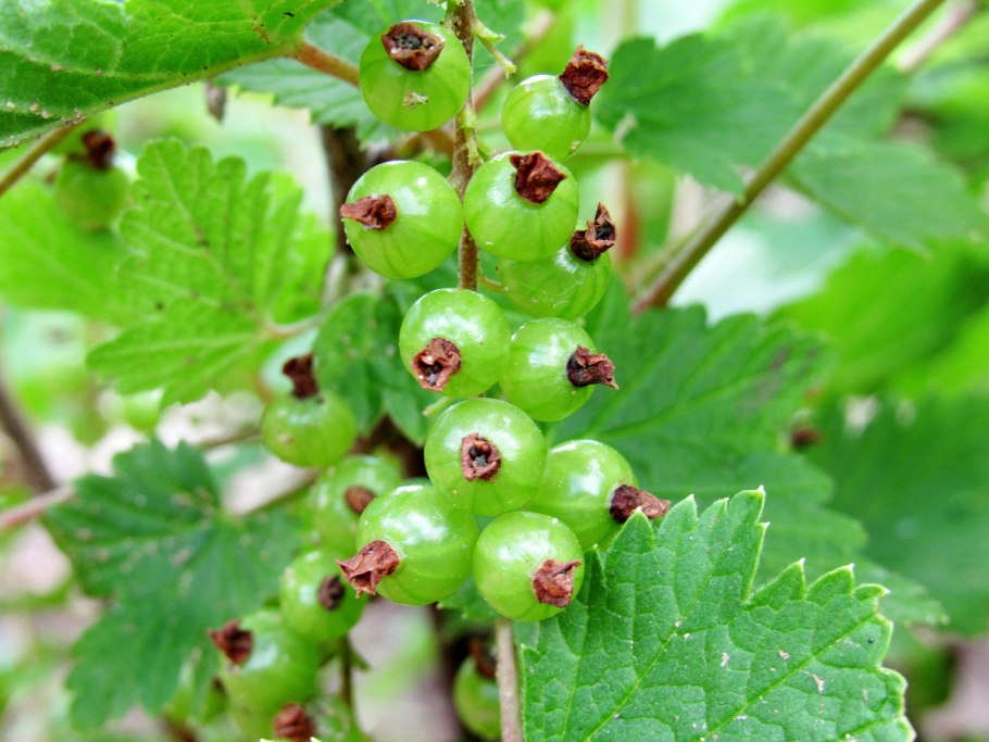 Смородина черная ribes nigrum петербурженка