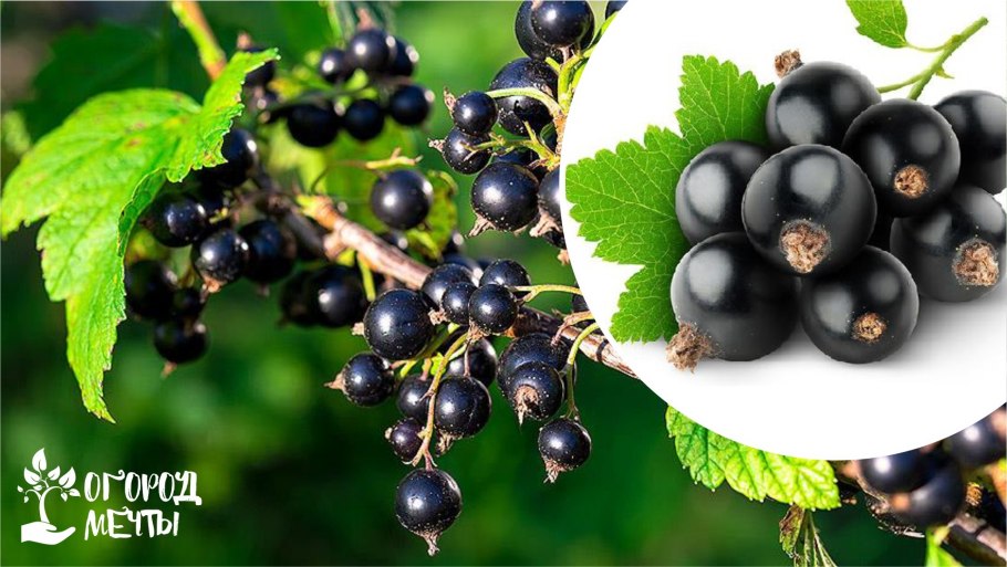 Смородина черная Литвиновская