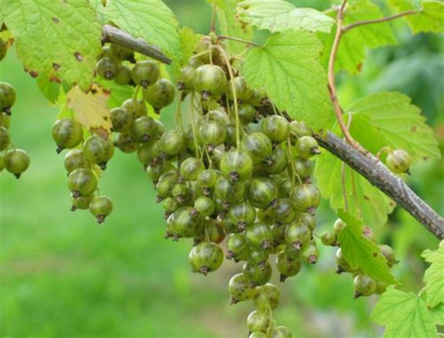 Смородина черная – ribes nigrum