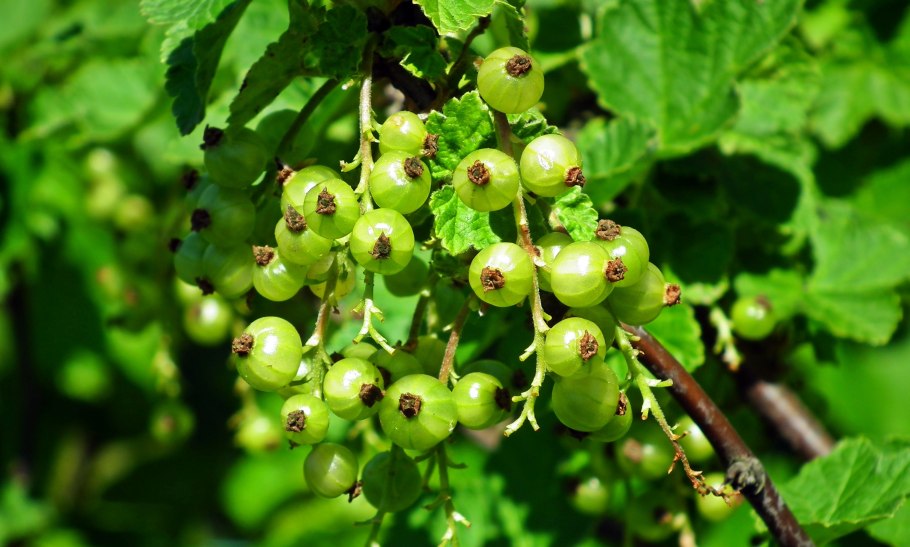 Cassis смородина