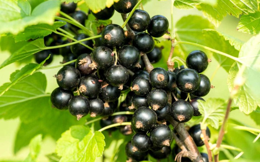 Смородина чёрная