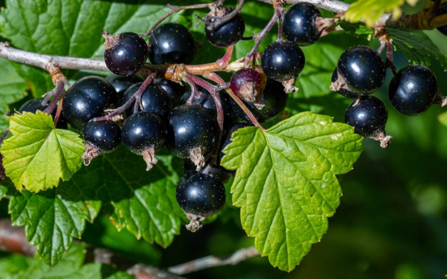 Черная ягода похожая на смородину