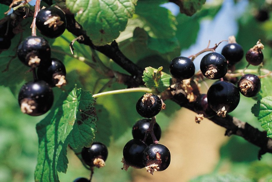Смородина черная – ribes nigrum