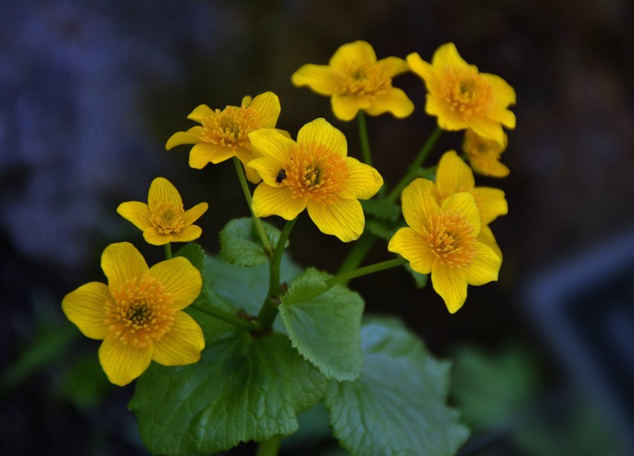 Калужница Болотная Caltha palustris