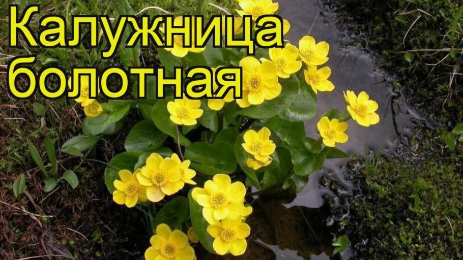 Калужница европейская