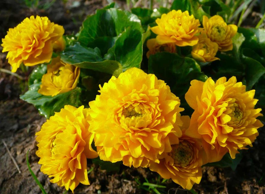 Калужница Болотная