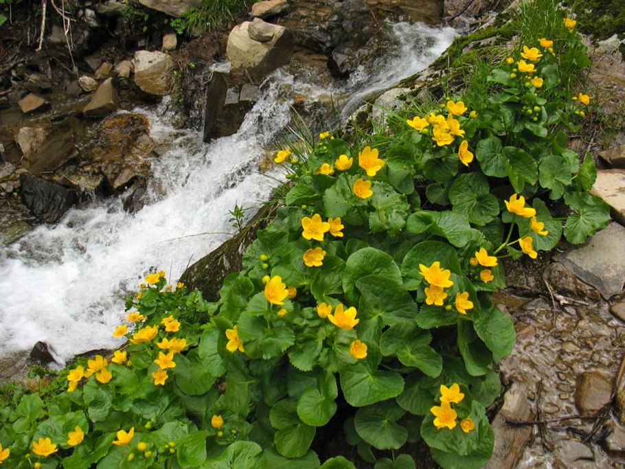 Калужница Болотная