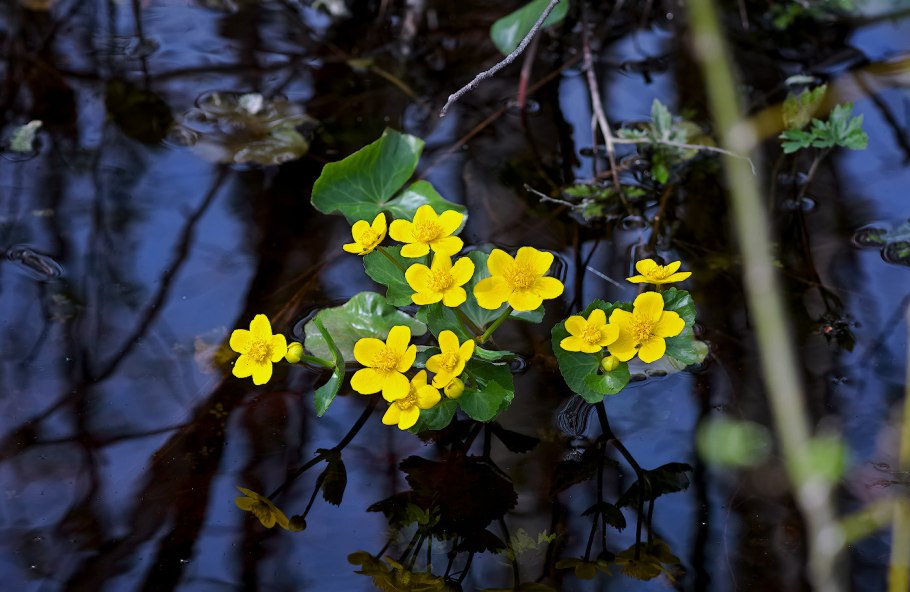 Калужница Болотная Caltha palustris