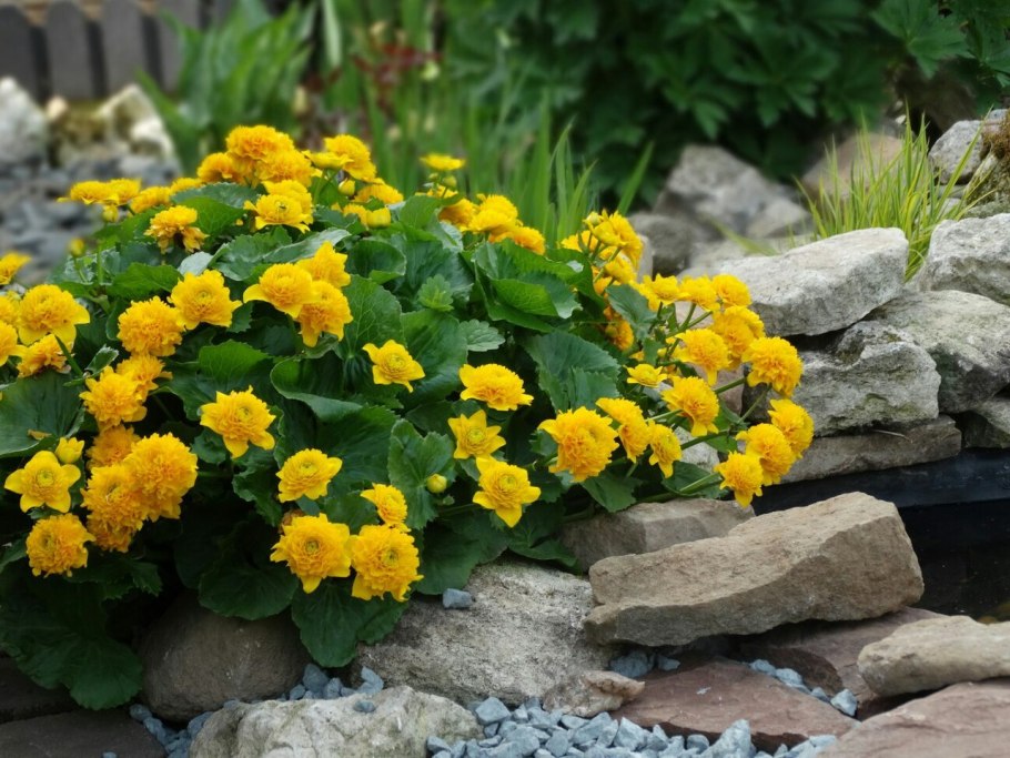 Калужница дудчатая