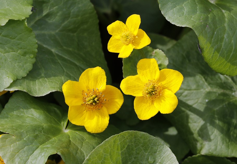 Калужница болотная (caltha palustris)