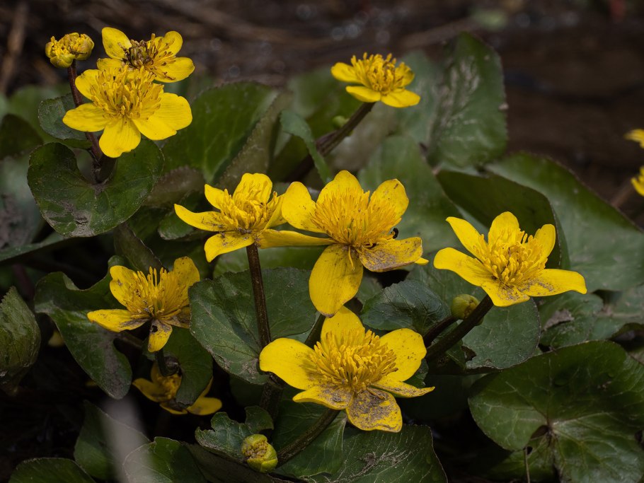 Калужница Болотная