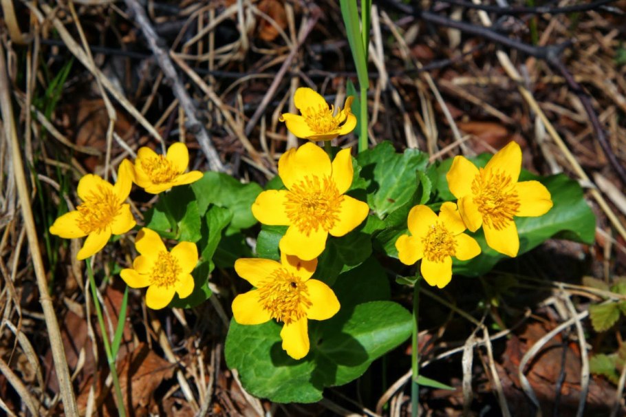 Растение калужница Болотная