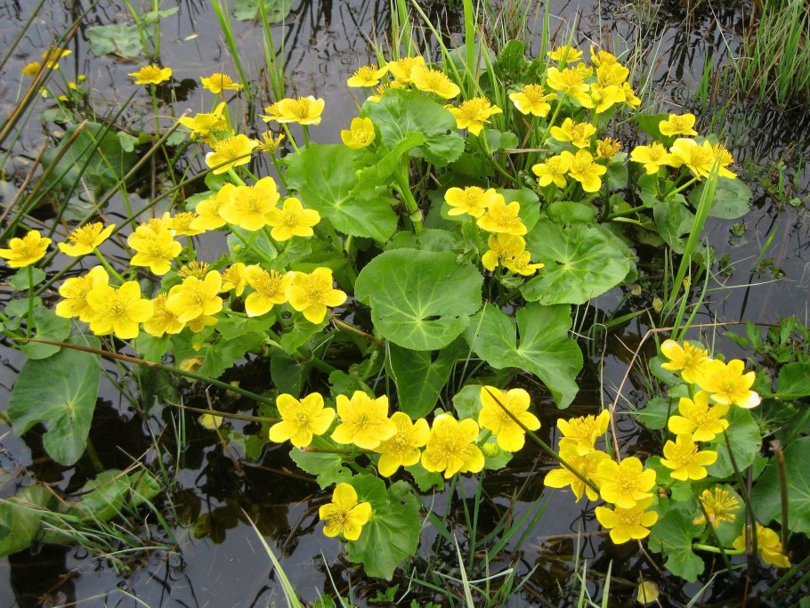 Калужница Болотная махровая