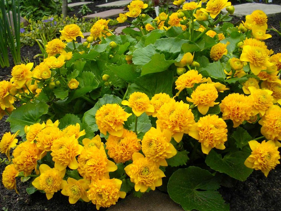 Калужница Болотная