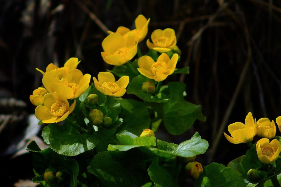 Калужница Болотная