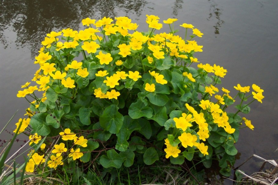 Калужница Лесная