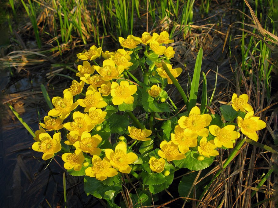 Caltha palustris ‘Alba’ – калужница Болотная