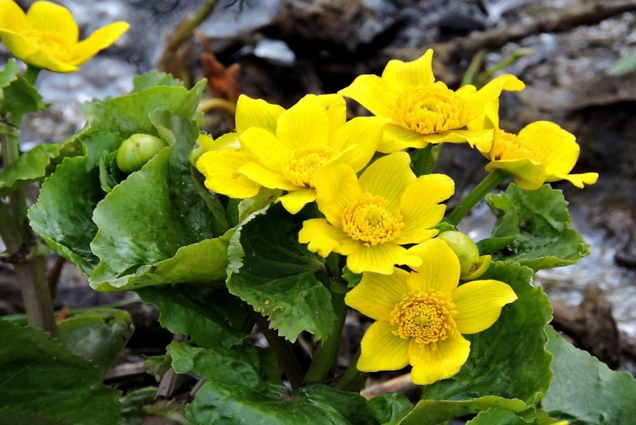 Калужница Болотная Cáltha palústris