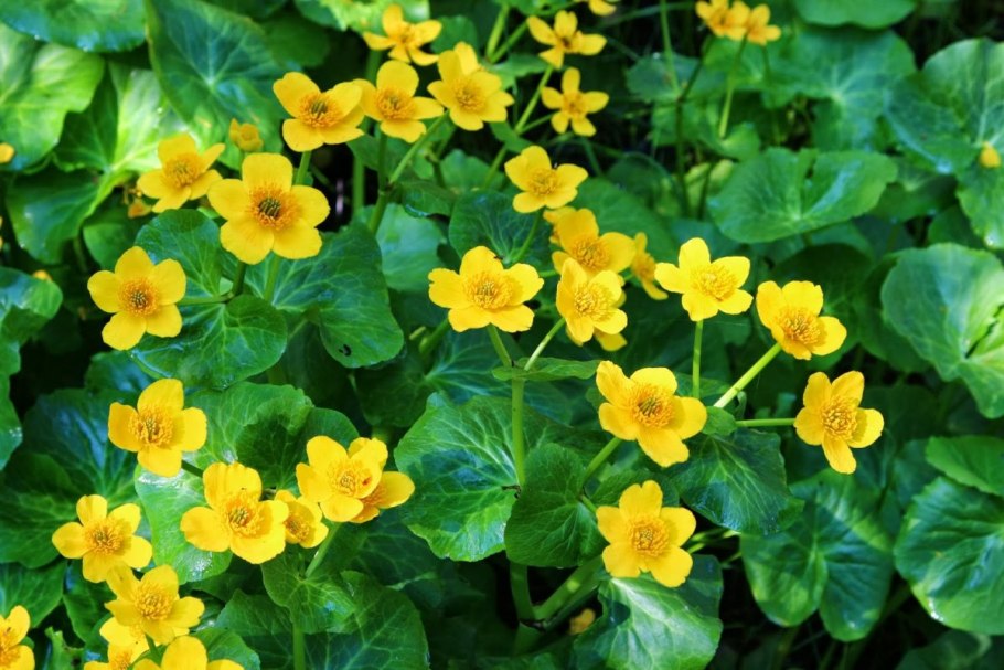 Калужница цветение