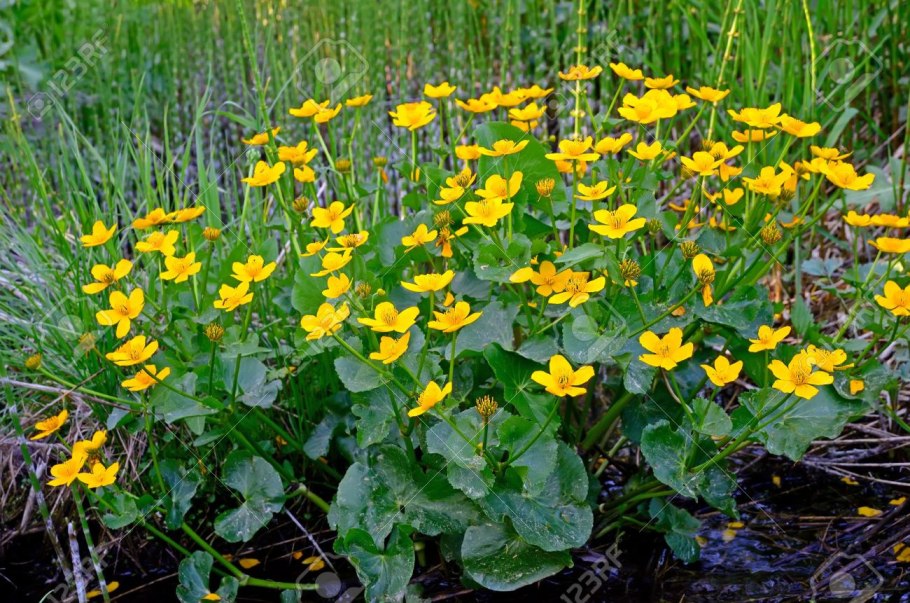 Калужница Болотная Alba