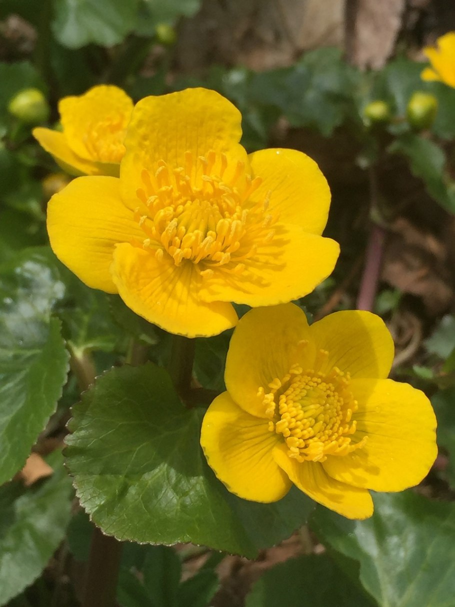 Калужница Болотная Caltha palustris