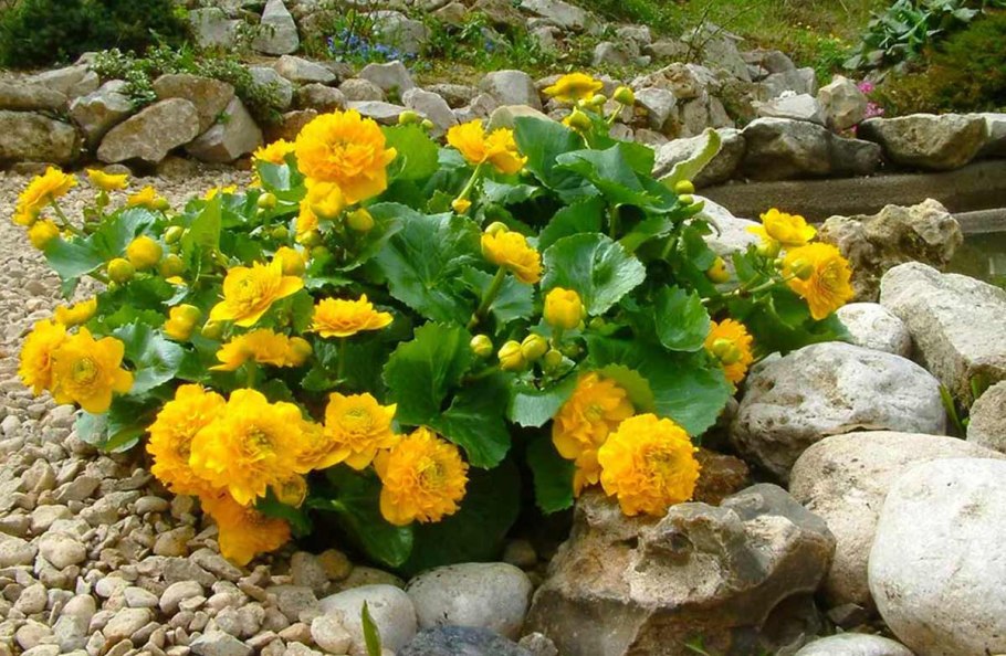 Калужница Болотная