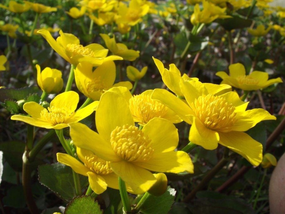 Калужница Болотная