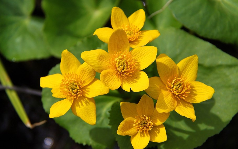 Калужница болотная