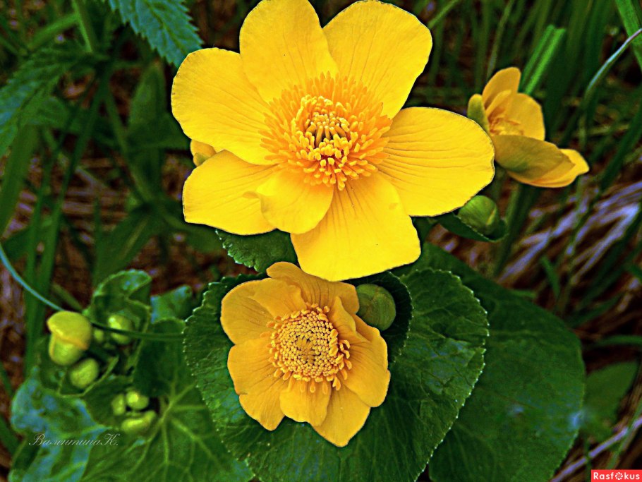 Калужница Болотная Caltha palustris