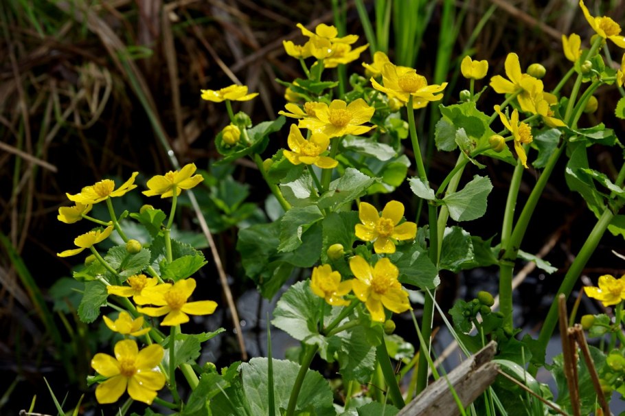 Калужница (Caltha)